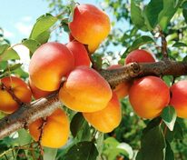 Абрикос Триумф Северный (Prunus armeniaca 'Triumf Severnyi')