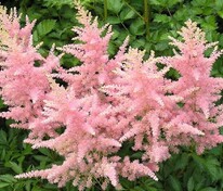 Астильба Арендса Элизабет Блум (Astilbe x arendsii 'Elizabeth Bloom')