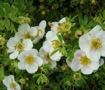 Лапчатка кустарниковая Тилфорд Крим (Potentilla fruticosa 'Tilford Cream')