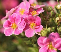 Лапчатка кустарниковая Пинк Парадайз (Potentilla fruticosa 'Pink Paradise')