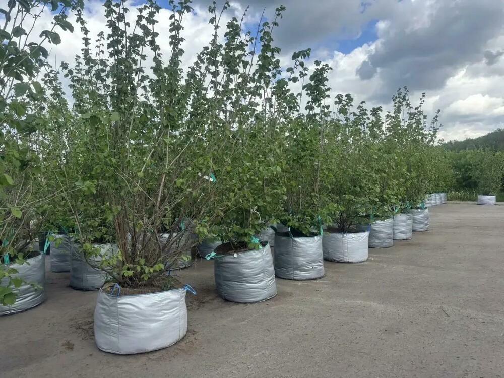 Лещина обыкновенная (Corylus avellana)