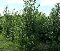 Лещина обыкновенная (Corylus avellana)