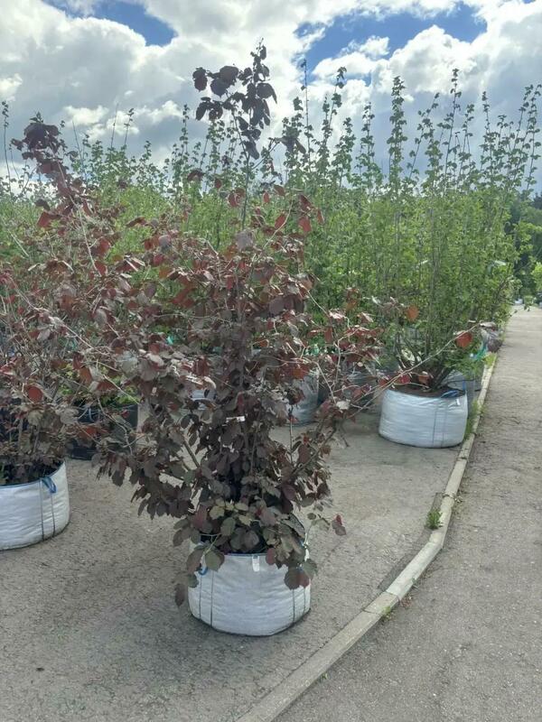 Лещина обыкновенная Пурпуреа (Corylus avellana 'Purpurea')