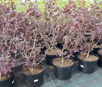 Лещина обыкновенная Пурпуреа (Corylus avellana 'Purpurea')