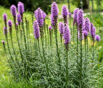 Лиатрис колосковый (Liatris spicata)