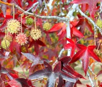 Ликвидамбар стираксовый (Liquidambar styraciflua)