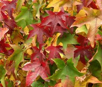 Ликвидамбар стираксовый Гум Балл (Liquidambar styraciflua 'Gum Ball')