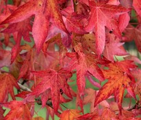 Ликвидамбар стираксовый Ворплесдон (Liquidambar styraciflua 'Worplesdon')
