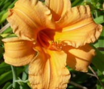 Лилейник гибридный Берти Феррис (Hemerocallis × hybrida 'Berti Ferris')