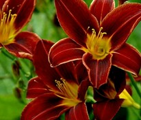 Лилейник гибридный Кримсон Пират (Hemerocallis × hybrida 'Crimson Pirate')