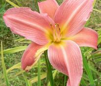 Лилейник гибридный Лакшери Лейс (Hemerocallis × hybrida 'Luxury Lace')