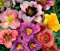 Лилейник гибридный Микс (Hemerocallis × hybrida 'Mix')