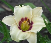Лилейник гибридный Пандорас Бокс (Hemerocallis × hybrida 'Pandoras Box')
