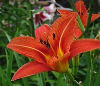 Лилейник гибридный Куин оф Мей (Hemerocallis × hybrida 'Queen of May')