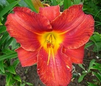Лилейник гибридный Амадеус (Hemerocallis × hybrida 'Amadeus')