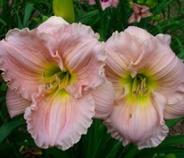 Лилейник гибридный Барбара Митчелл (Hemerocallis × hybrida 'Barbara Mitchell')