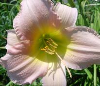 Лилейник гибридный Кэтрин Вудбери (Hemerocallis × hybrida 'Catherine Woodbery')