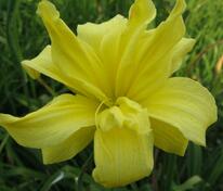 Лилейник гибридный Дабл Ривер Уай (Hemerocallis × hybrida 'Double River Wye')