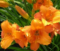 Лилейник гибридный Мауна Лоа (Hemerocallis × hybrida 'Mauna Loa')