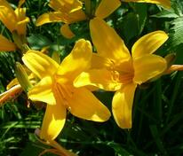 Лилейник Миддендорфа (Hemerocallis middendorffii)