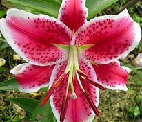 Лилия восточная Старфайтер (Lilium orientalis 'Starfighter')