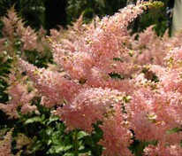 Астильба Арендса Пичез энд Крем (Astilbe x arendsii 'Peaches and Cream')