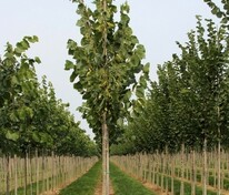 Липа американская Нова (Tilia americana 'Nova')