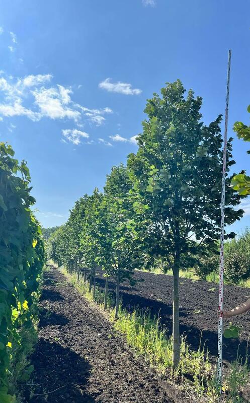 Липа войлочная Брабант (Tilia tomentosa 'Brabant')