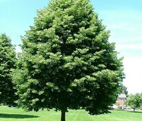Липа войлочная Брабант (Tilia tomentosa 'Brabant')