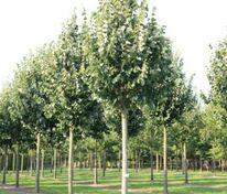 Липа войлочная Сильвер Глоб (Tilia tomentosa 'Silver Globe')