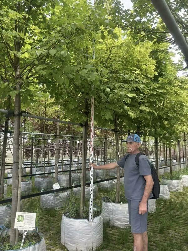 Липа европейская Паллида (Tilia &times; europaea 'Pallida')