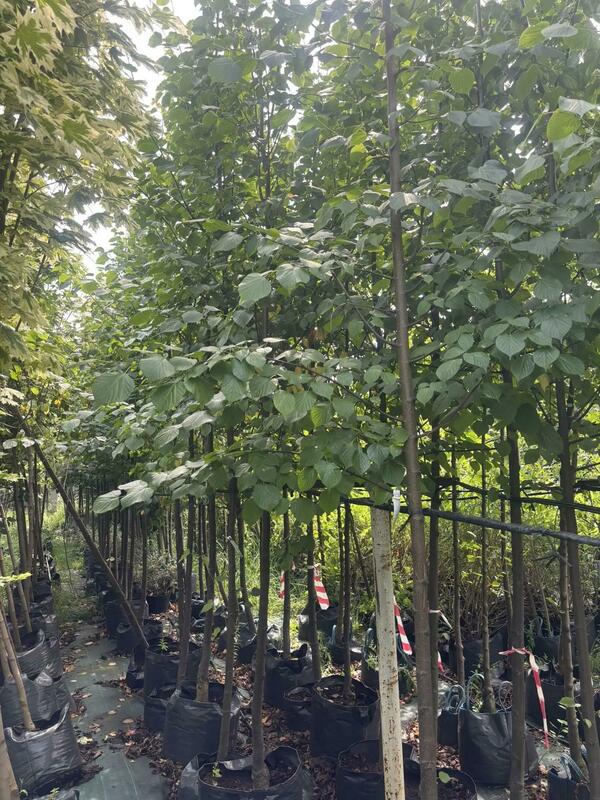 Липа европейская Паллида (Tilia &times; europaea 'Pallida')