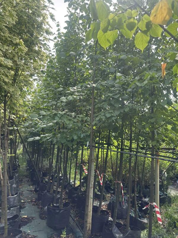 Липа европейская Паллида (Tilia &times; europaea 'Pallida')