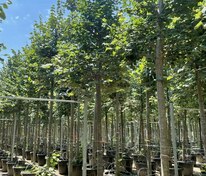 Липа европейская Паллида (Tilia × europaea 'Pallida')