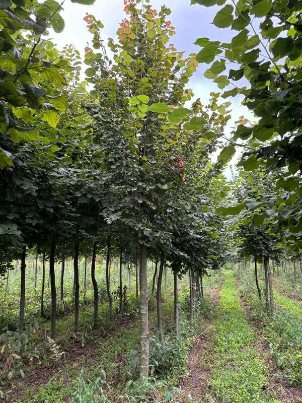 Липа крупнолистная (Tilia platyphyllos)