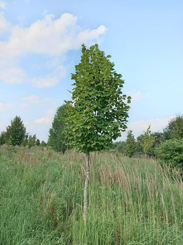 Липа крупнолистная (Tilia platyphyllos)