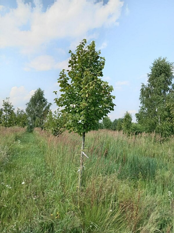 Липа крупнолистная (Tilia platyphyllos)