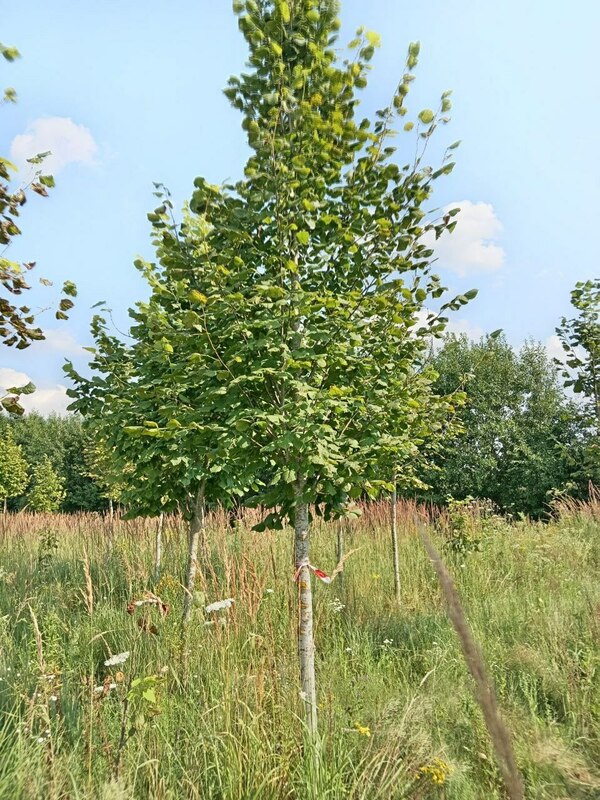 Липа крупнолистная (Tilia platyphyllos)