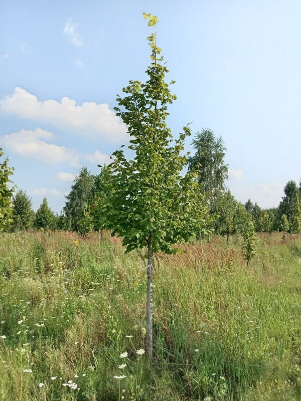 Липа крупнолистная (Tilia platyphyllos)