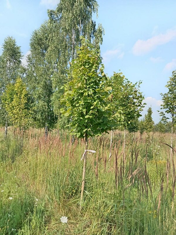 Липа крупнолистная (Tilia platyphyllos)