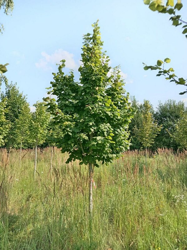 Липа крупнолистная (Tilia platyphyllos)