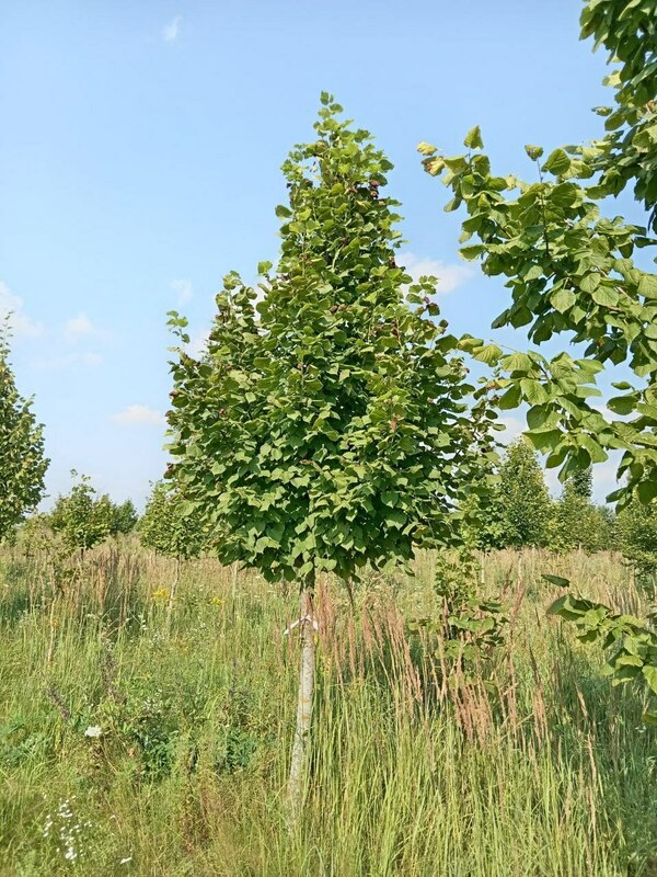 Липа крупнолистная (Tilia platyphyllos)