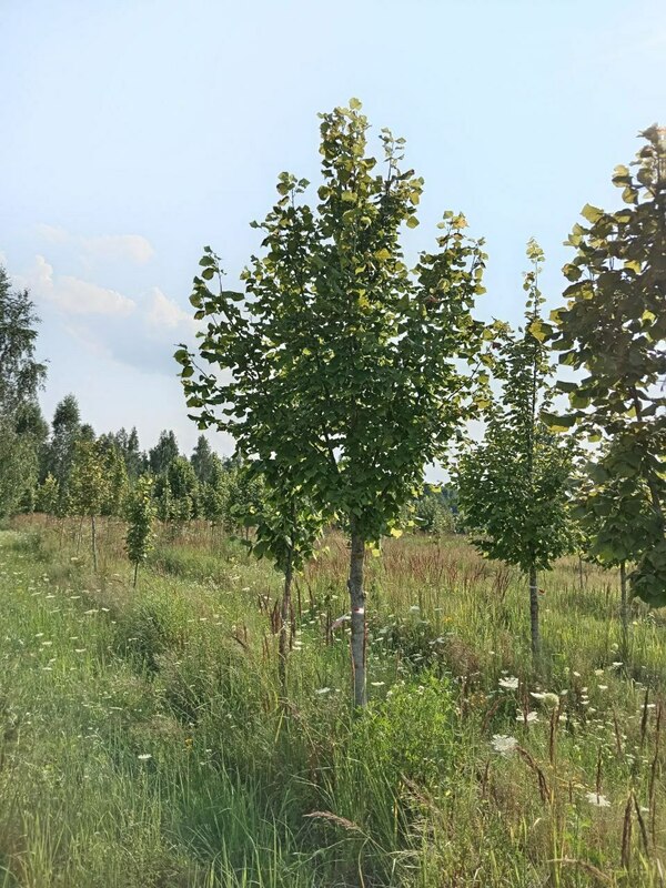 Липа крупнолистная (Tilia platyphyllos)