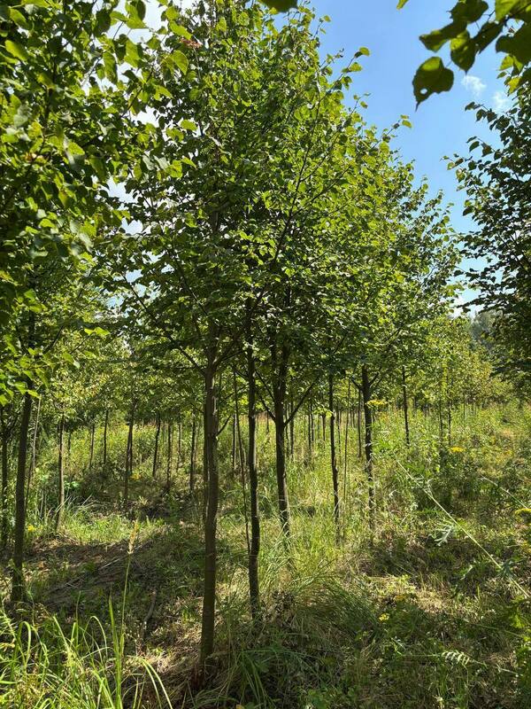 Липа крупнолистная (Tilia platyphyllos)