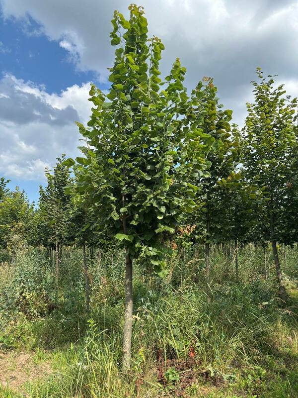 Липа крупнолистная (Tilia platyphyllos)