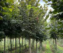 Липа крупнолистная (Tilia platyphyllos)