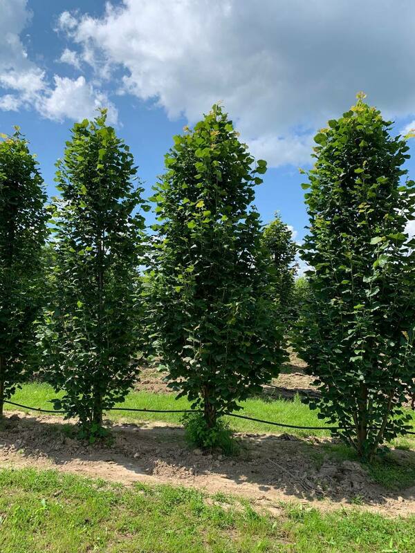 Липа крупнолистная Фастигиата (Tilia platyphyllos 'Fastigiata')