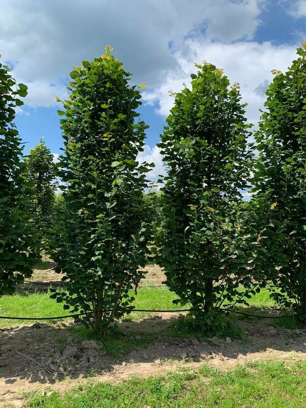 Липа крупнолистная Фастигиата (Tilia platyphyllos 'Fastigiata')