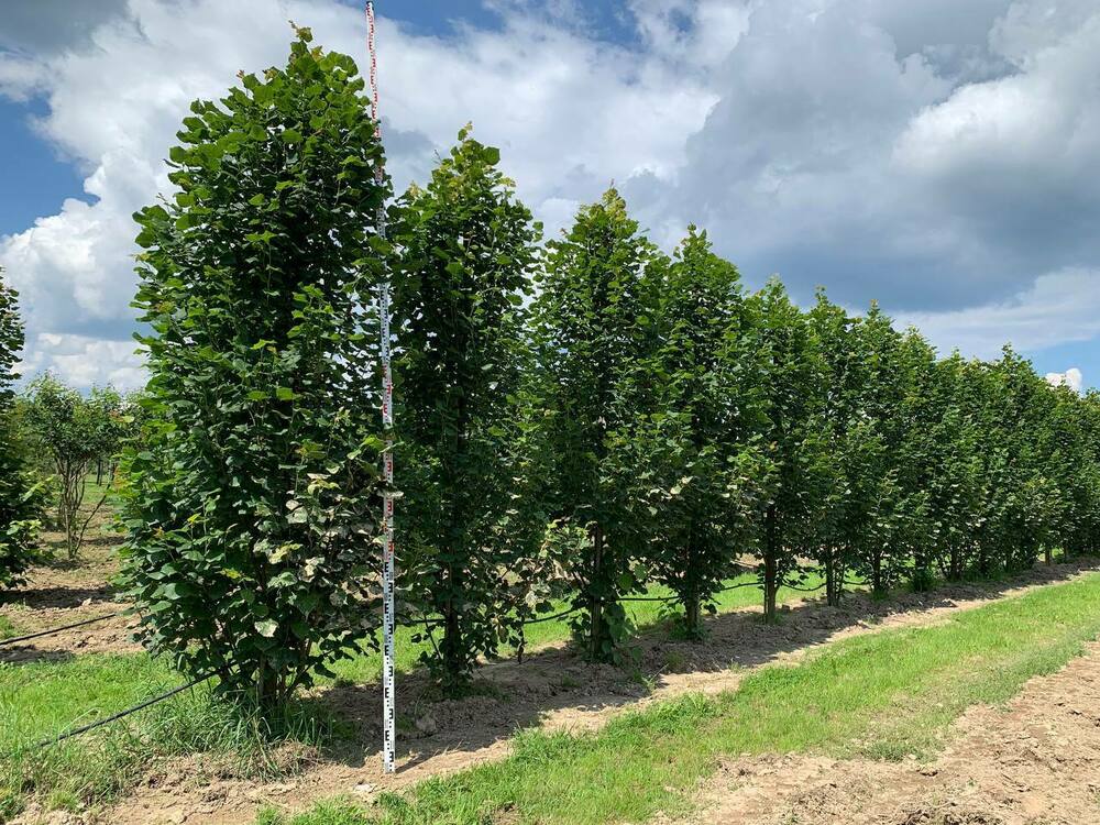 Липа крупнолистная Фастигиата (Tilia platyphyllos 'Fastigiata')