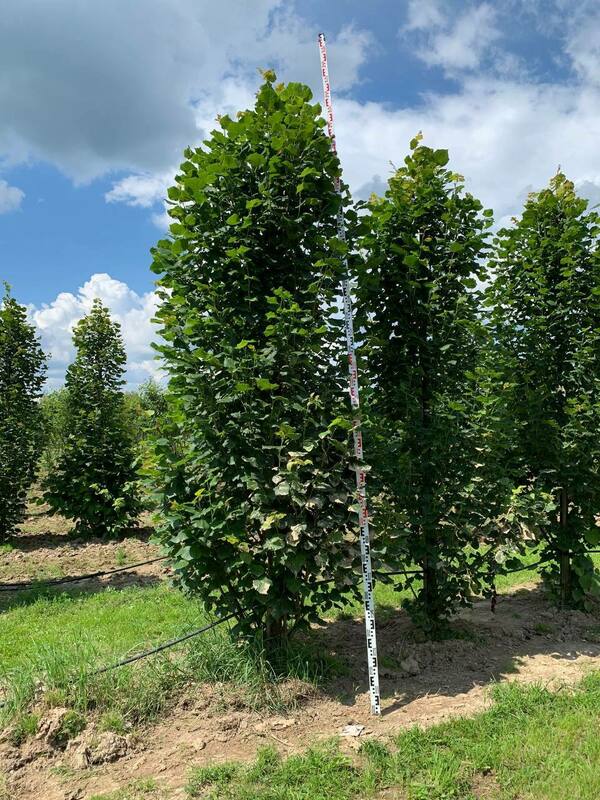 Липа крупнолистная Фастигиата (Tilia platyphyllos 'Fastigiata')